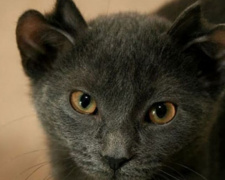 Кот по имени Йода родился с лишней парой ушей