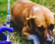 В Родинском проведут вакцинацию и стерилизацию бездомных собак