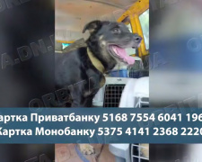 Рятує з-під обстрілів: Світлана Остапкова евакуює тварин з Дніпропетровщини