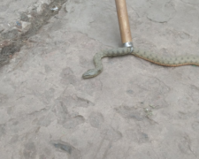 Спасатели Мирнограда ловили змею в частном дворе