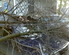 В Покровске ветка дерева упала на припаркованные автомобили