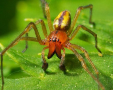Увага! Отруйні павуки на території Покровського району
