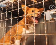 Як у Покровську стерилізують та вакцинують безхатніх собак – розповіли в «Зооконтролі»