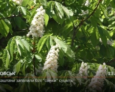 З місця подій. Покровські каштани запалили білі свічки