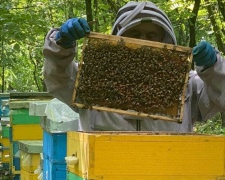 Бджолиний переполох: погодні негаразди заважають смугастим трудівницям збирати нектар