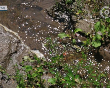 Річки води на вулиці Челюскіна у Мирнограді: коли відремонтують порив