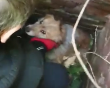 Житель Покровска спас собаку, упавшую в заброшенный колодец