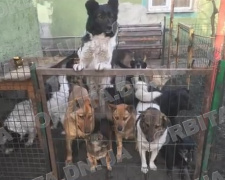 Коти, собаки та свійські тварини: добропільчанка Вікторія Жидкова опікується шелтером «Зупинка спасіння»