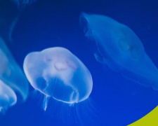 Що робити, якщо ви отримали опік від медузи