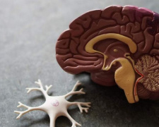 Коронавирус «съедает» серое вещество в мозге