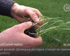 З місця подій. Аби був урожай: Донецька дослідна станція не припиняє роботу