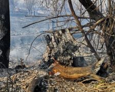 Рятувальники Донеччини закликають не провокувати пожежі у природних екосистемах