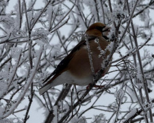 На вихідних 24-25 січня очікується прохолодна погода, місцями з невеликим снігом і туманом
