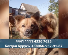 Шанс на порятунок: зооволонтери вивозять тварин з Білозерського