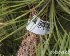 Поліцейські Покровська попереджають про відповідальність за незаконну вирубку хвойних дерев та їх реалізацію