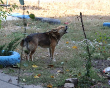 В Покровске проведут стерилизацию бездомных собак