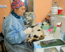 У Мирноград знову приїхали зооволонтери – стерилізувати безхатніх тварин