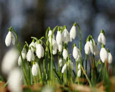 У вихідні на межі зими та весни в Україні очікується комфортна погода