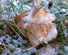 То сніг, то аномальне тепло: синоптик розповів про погоду в Україні на вихідних
