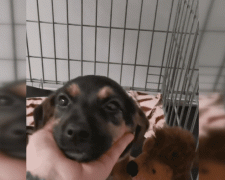 Невероятная история одного щенка – в Мирнограде волонтеры борются за жизнь маленькой Ники