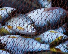 Штрафи за незаконний вилов риби в Україні збільшено у десятки разів