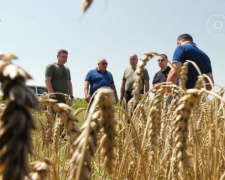 Покровські аграрії почали збір ранніх зернових та зернобобових культур