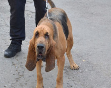 Помогать полиции Покровска в обеспечении безопасности на местных выборах будут кинологи с собаками