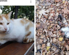 Жители Мирнограда бьют тревогу: кто-то жестоко убивает бездомных кошек