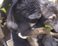 В Покровском районе бойцы ГСЧС спасли собаку из колодца