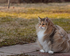 Аномально тепло та вітряно: прогноз погоди в Україні на тиждень 8-14 грудня