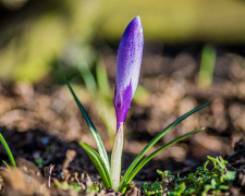 Вихідні 7-8 березня в Україні будуть сонячними