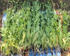 Поліцейські Покровського РУП на вихідних вилучили понад 9 тисяч нарковмісних рослин