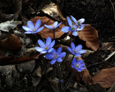 Нічні заморозки, ясно та вітряно вдень: про погоду на вихідні 14-15 березня