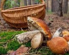 В Україні зареєстрували перший випадок отруєння грибами в сезонi