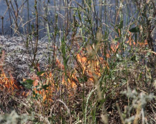 Сегодня в Покровске и районе спасатели трижды тушили пожары в экосистемах
