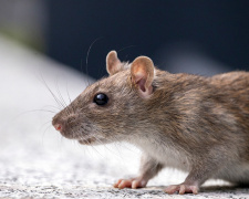 На Донеччині офіційно попередили про небезпечне поширення мишей