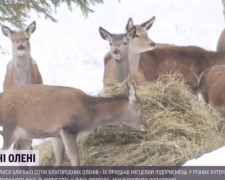 Закарпатський фермер купив майже сотню оленів, щоб поповнити ними ліси Карпат