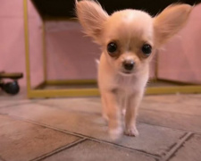 Впервые у парикмахера: видео с милым щенком посмотрели более 2 миллионов человек