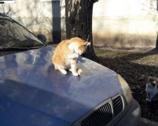 Погода в Покровске на сегодня, 17 февраля