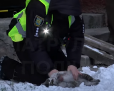 У Львові патрульні повернули до життя кішку, яка постраждала під час пожежі