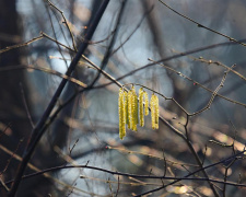 Тепло, дощик і туман: метеоролог повідомив про погоду в Україні на вихідні 16-17 березня