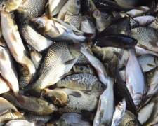 Відсьогодні в більшості областей України забороняється ловити рибу в зимувальних ямах