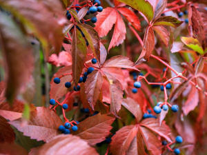 Синоптики спрогнозували різке похолодання в Україні на наступному тижні