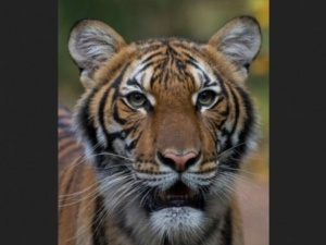 У США коронавірусом заразилася тигриця з зоопарку Нью-Йорку