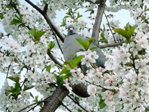 +20 та заморозки, сильний вітер та дощ прогнозують синоптики українцям на 25-26 квітня