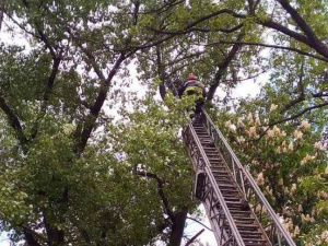 У Селидовому рятувальники знімали з дерева кішку