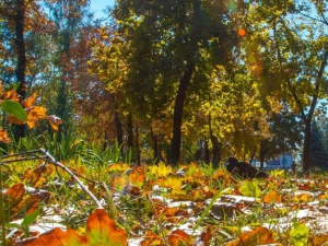 Погода в Покровске на сегодня, 16 октября