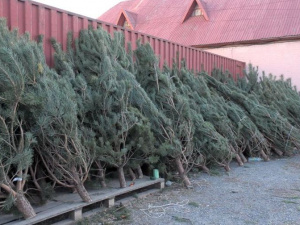 В Покровске началась торговля новогодними елками