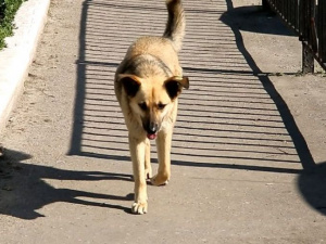 Петиция о расторжении договора на отлов собак в Покровске набрала необходимое количество подписей