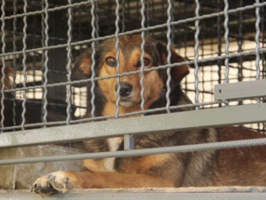 В Покровск прибыл «ЗооКонтроль»: более 70 бездомных собак будут стерилизованы и привиты от бешенства